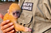 Help Rangers Protect Endangered Cambodian Wildlife