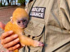 Help Rangers Protect Endangered Cambodian Wildlife