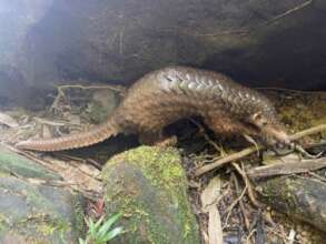 Pangolin rescued and released in December