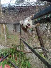 Rescued slow loris