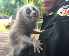 Slow loris rescued from the illegal pet trade