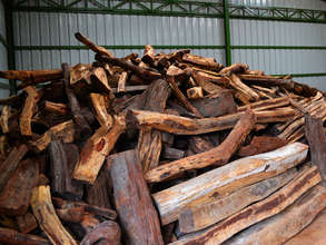 Confiscated wood at the ranger station