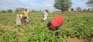 Women in Keur Birame working in the garden.