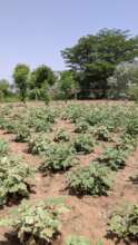 Growing eggplants after locust attacks