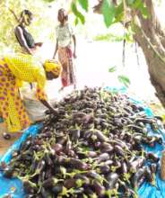 Community members with bountiful eggplant harvest!