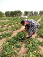 Harvesting vegetables for family and markets