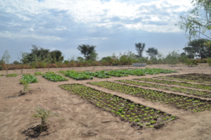 Crop nurseries in Keur Birane