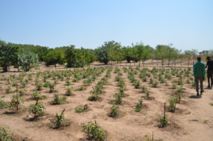 Tomato plants in the Keur Birane community farm