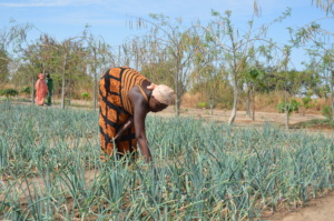Tending the onion plants in Keur Birane
