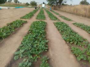 Ndiagne Kahone after starting cultivation