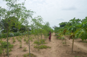 Papaya and Moringa trees in Keur Ndiouga