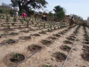 Planting diverse vegetables in the sand