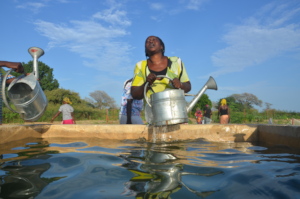 Water basins in Keur Ndiouga