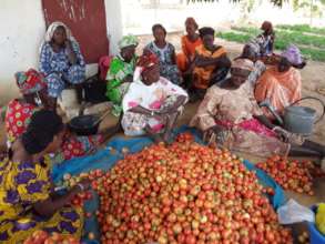 Women of Mbossedji with their tomato harvest