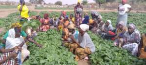 First Harvest in Loumbeul