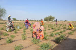 Women working in garden during COVID-19