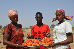 Tomato Harvest