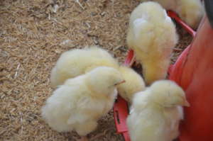 Poultry raising