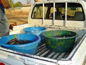 First Group of Fish Sold Feeding Thousands