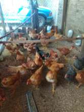 Gallinas2meses