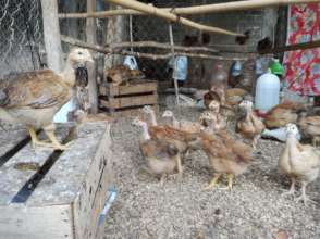 Gallinas1mes