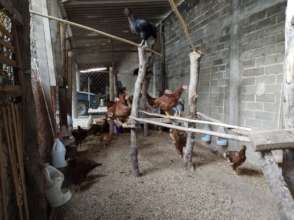 Gallinas3meses