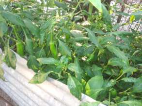 Chile Serrano