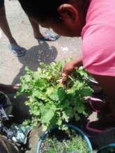 Cosechando rabanos