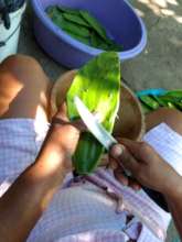 Harvesting your food provides health and wellness