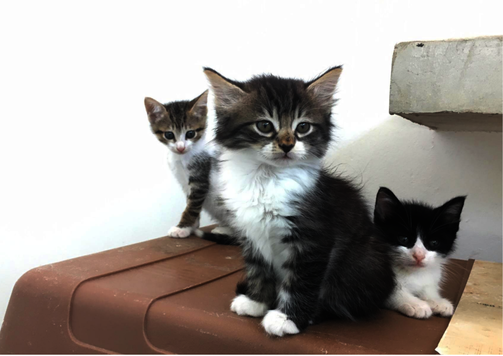 Emergency Appeal: Save Our Charity