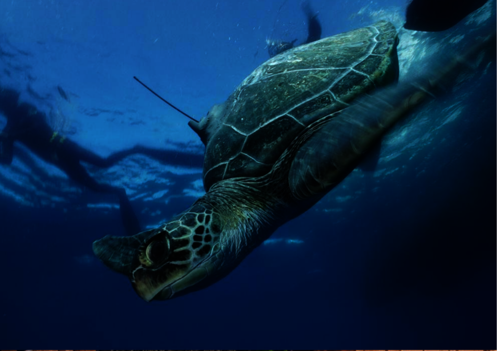 Emergency Appeal: Save Our Charity