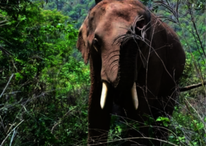 Protecting Elephants from Slavery in Thailand