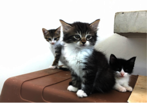 Protecting stray animals in Nepal and Mexico