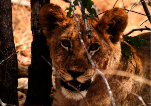 We protect & support the research of all wildlife