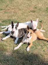 Surrendered Pups