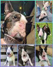 Opie, puppy mill survivor and SNAP recipient