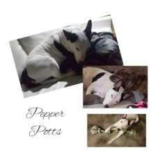 Pepper