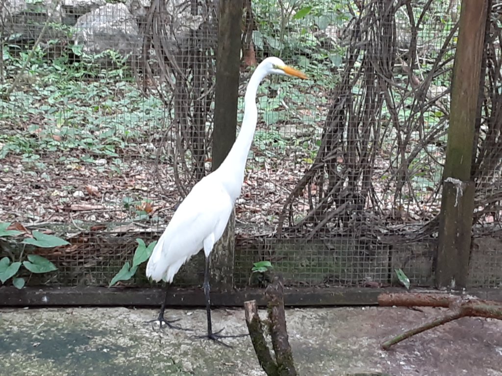 Recent rescue: Great Egret with wing surgery