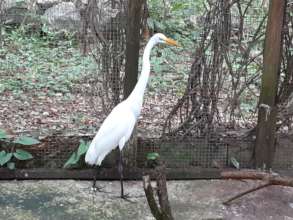 Recent rescue: Great Egret with wing surgery