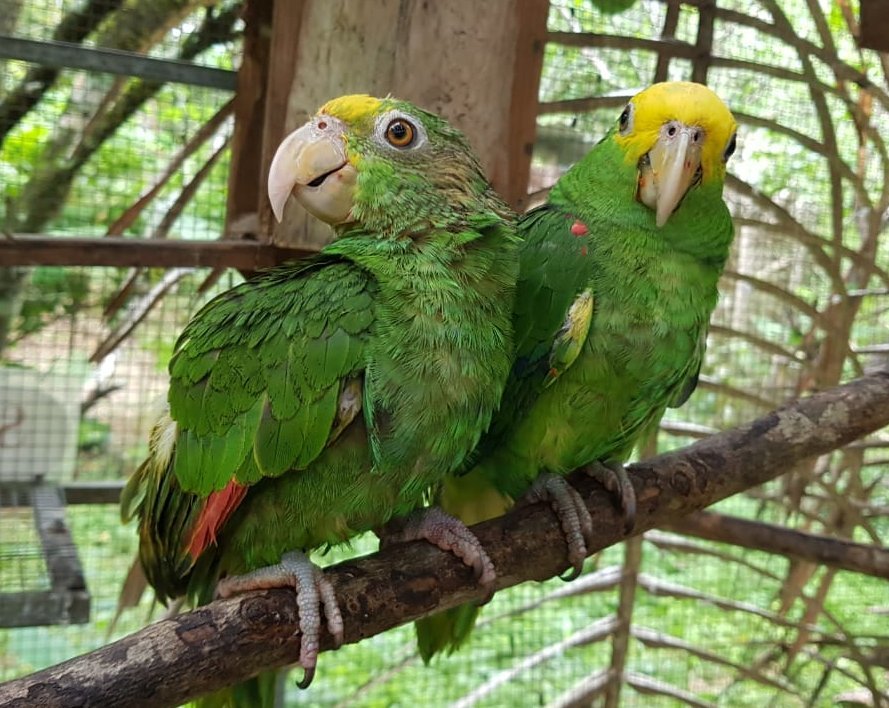 Recent rescues: yellow headed parrot juveniles
