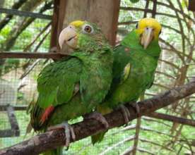 Recent rescues: yellow headed parrot juveniles