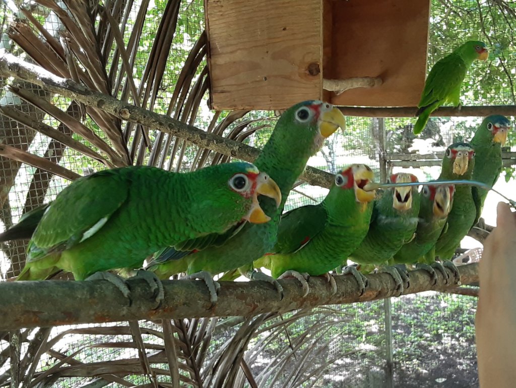 BBR's New Truck Fund: Even birds need wheels!