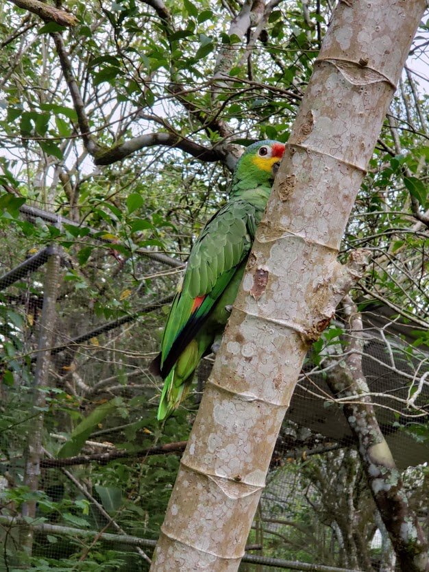 BBR's New Truck Fund: Even birds need wheels!