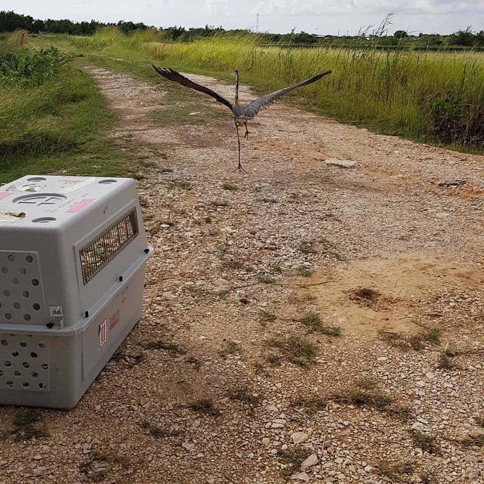 BBR's New Truck Fund: Even birds need wheels!