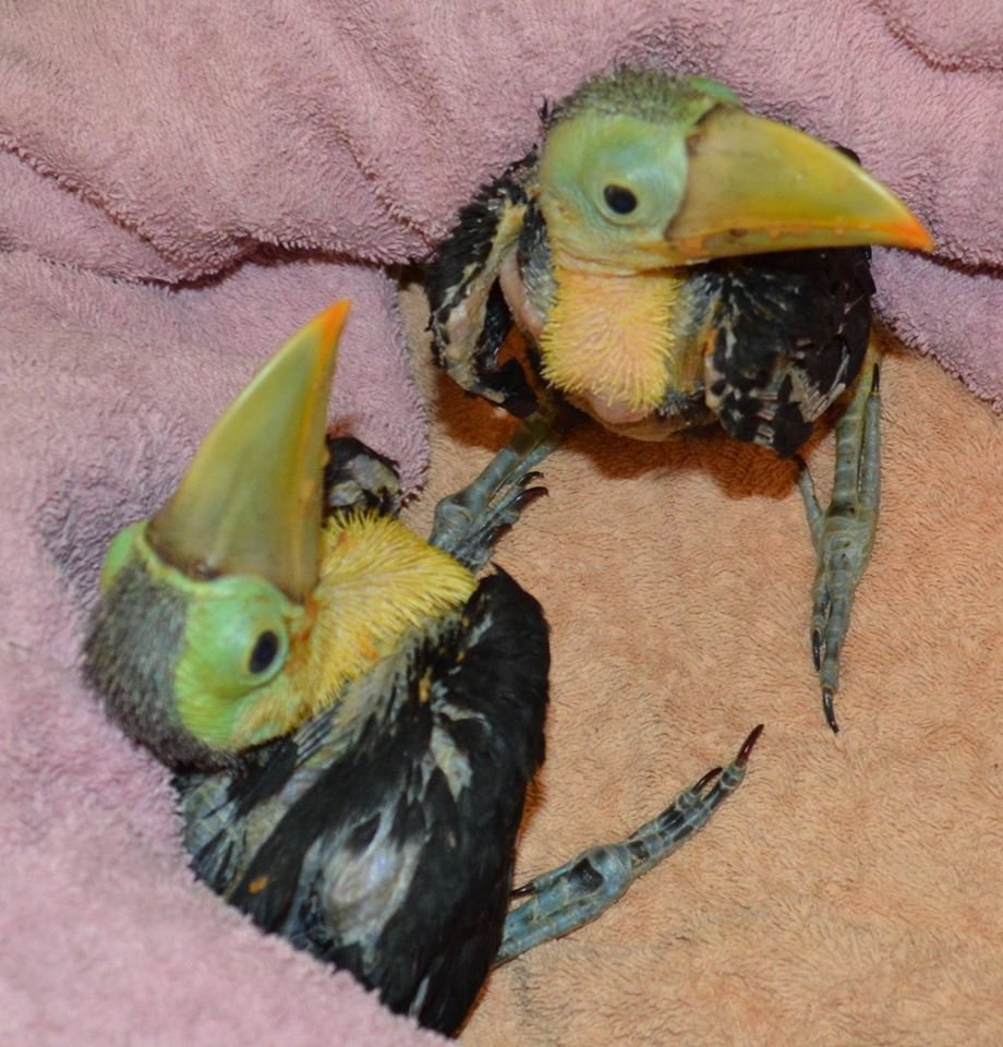 BBR's New Truck Fund: Even birds need wheels!