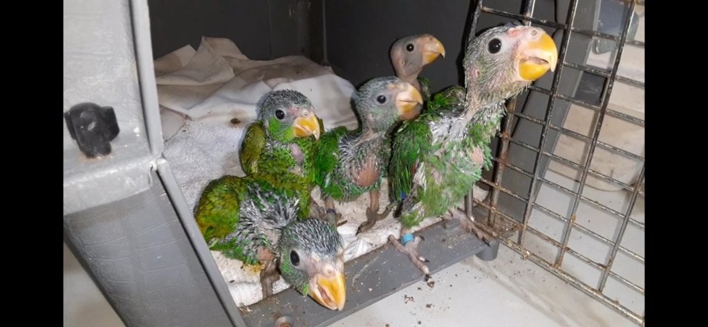 BBR's New Truck Fund: Even birds need wheels!