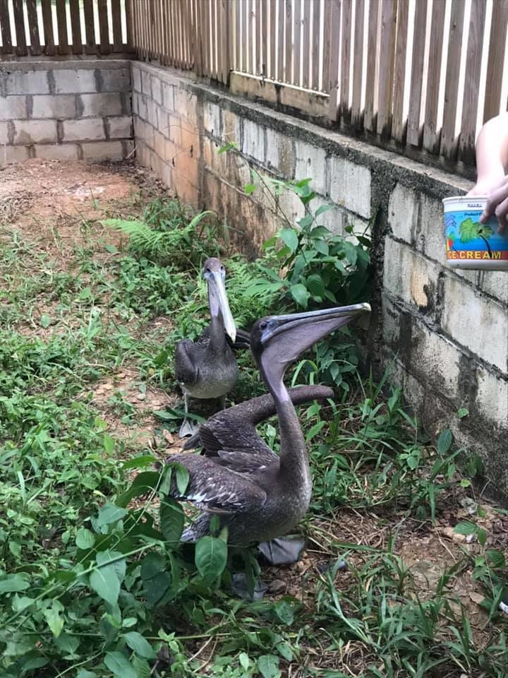 BBR's New Truck Fund: Even birds need wheels!