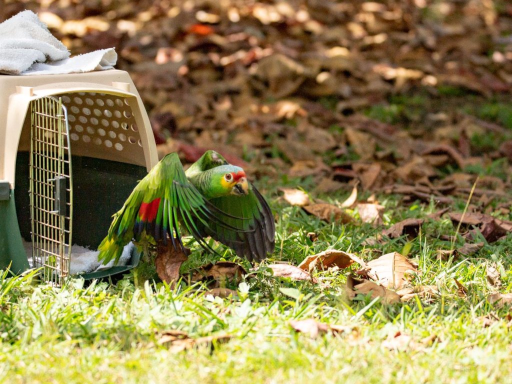 BBR's New Truck Fund: Even birds need wheels!
