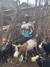 Child participate in caring for goats