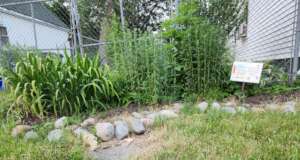 Carolyn's Home Rain Garden 2023